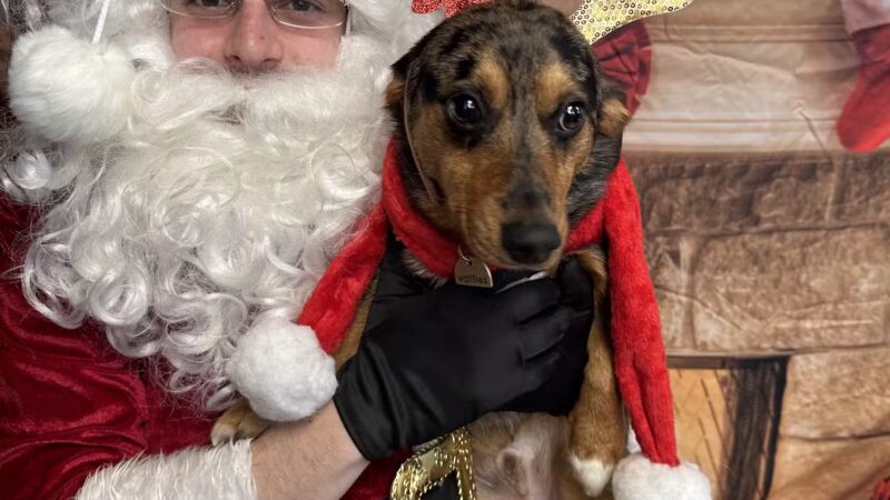 The Social Hound Dog Park and Hotel - Setauket- East Setauket, NY