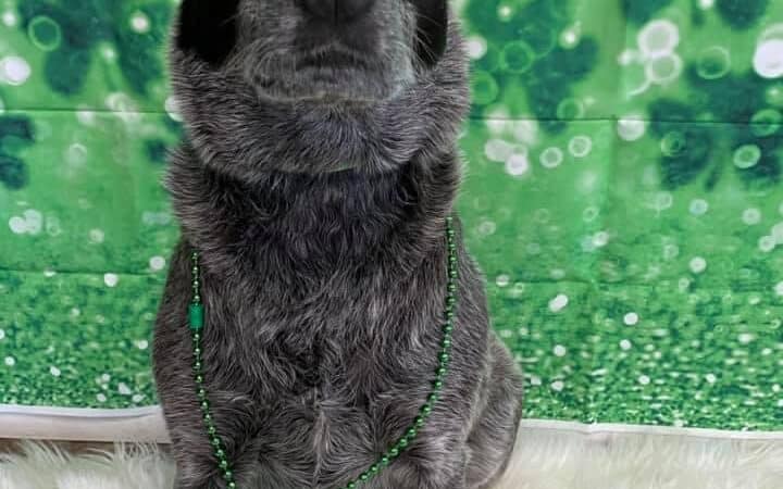 The Social Hound Dog Park and Hotel - Setauket- East Setauket, NY