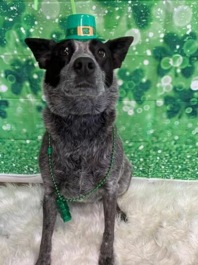 The Social Hound Dog Park and Hotel - Setauket- East Setauket, NY