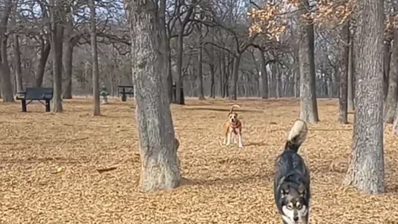 Boo Boo's Buddies Dog Park - Southlake, TX