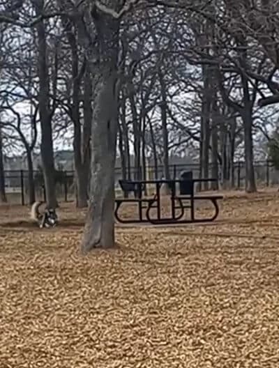 Boo Boo's Buddies Dog Park - Southlake, TX