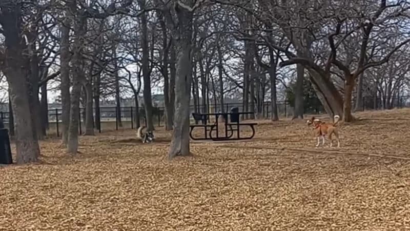 Boo Boo's Buddies Dog Park - Southlake, TX