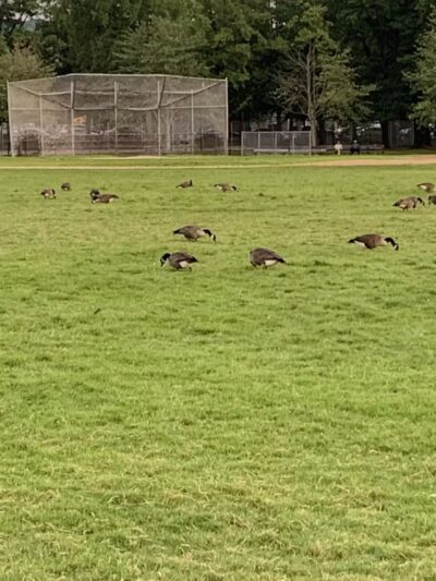 Clove Lakes Park - Staten Island, NY
