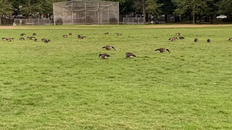 Clove Lakes Park - Staten Island, NY