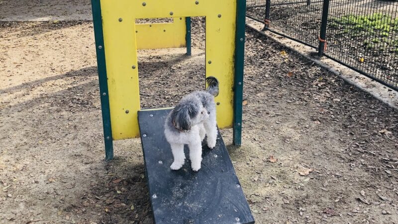 Barkleyville Dog Park - Stockton, CA