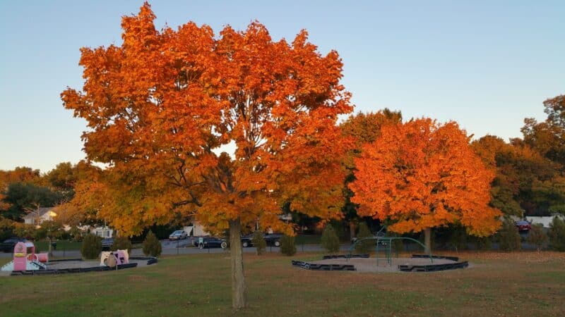 Oxhead Road Park - Stony Brook, NY