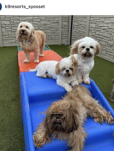 K9 Resorts Luxury Pet Hotel Syosset - Syosset, NY