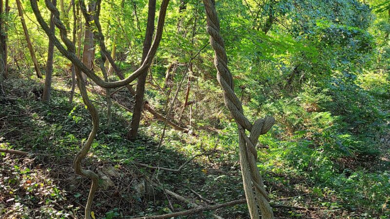 The Ruins of Zog I, Muttontown Preserve, Muttontown, NY - Syosset, NY