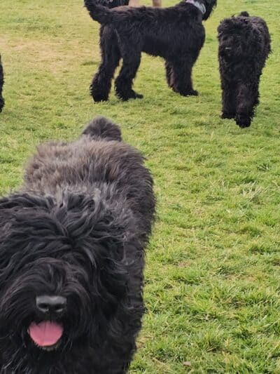 Gene Birk Dog Park - Tracy, CA