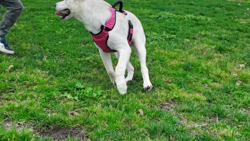 Quaile Rand Norton Dog Park - Turlock, CA