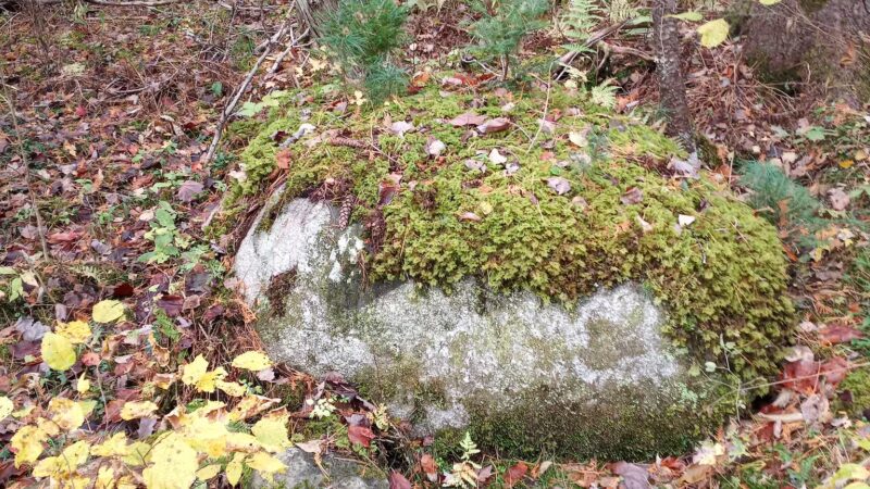Kanokolus Bog Preserve - Unity, ME