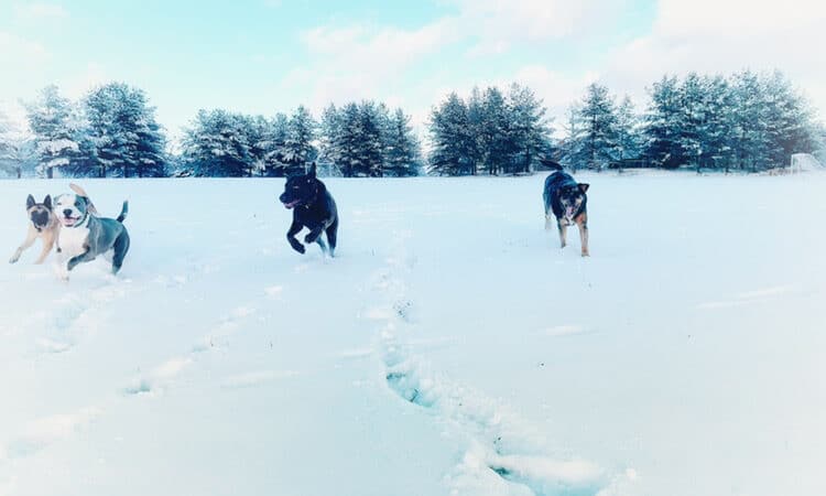 Off Leash K9 Training of Roanoke - Vinton, VA