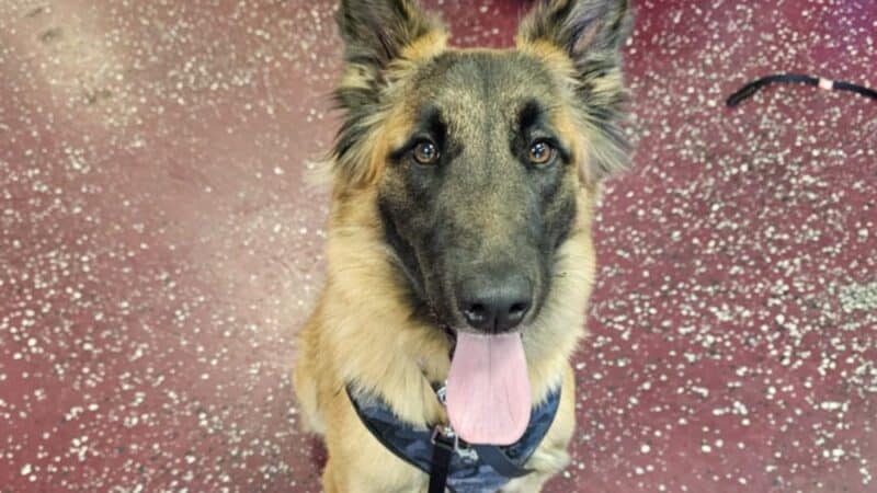 Off Leash K9 Training of Roanoke - Vinton, VA