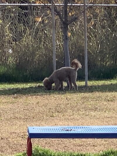 Waterford Dog Park - Waterford, CA