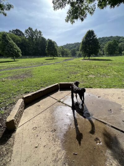 North Park Dog Park #2 - Wexford, PA