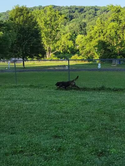 North Park Dog Park #2 - Wexford, PA