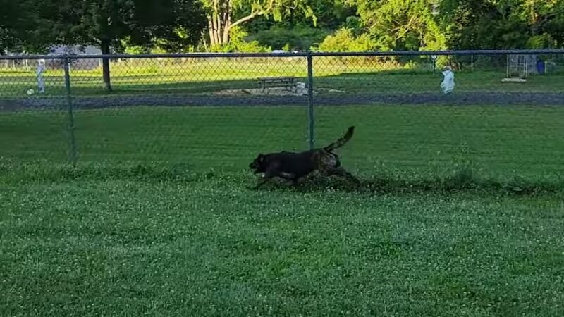 North Park Dog Park #2 - Wexford, PA