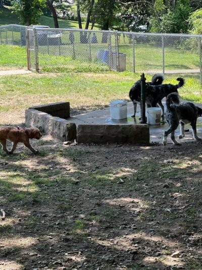 North Park Dog Park #2 - Wexford, PA