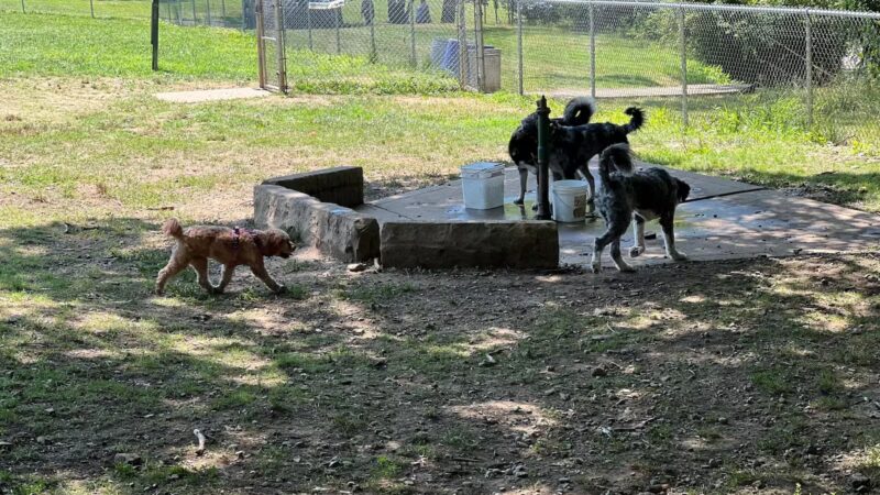 North Park Dog Park #2 - Wexford, PA