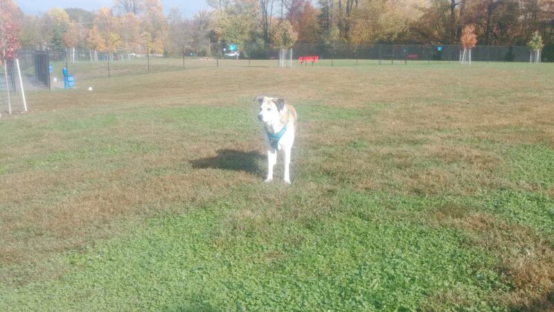 Lower Makefield Township Dog Park (Members Only) - Yardley, PA