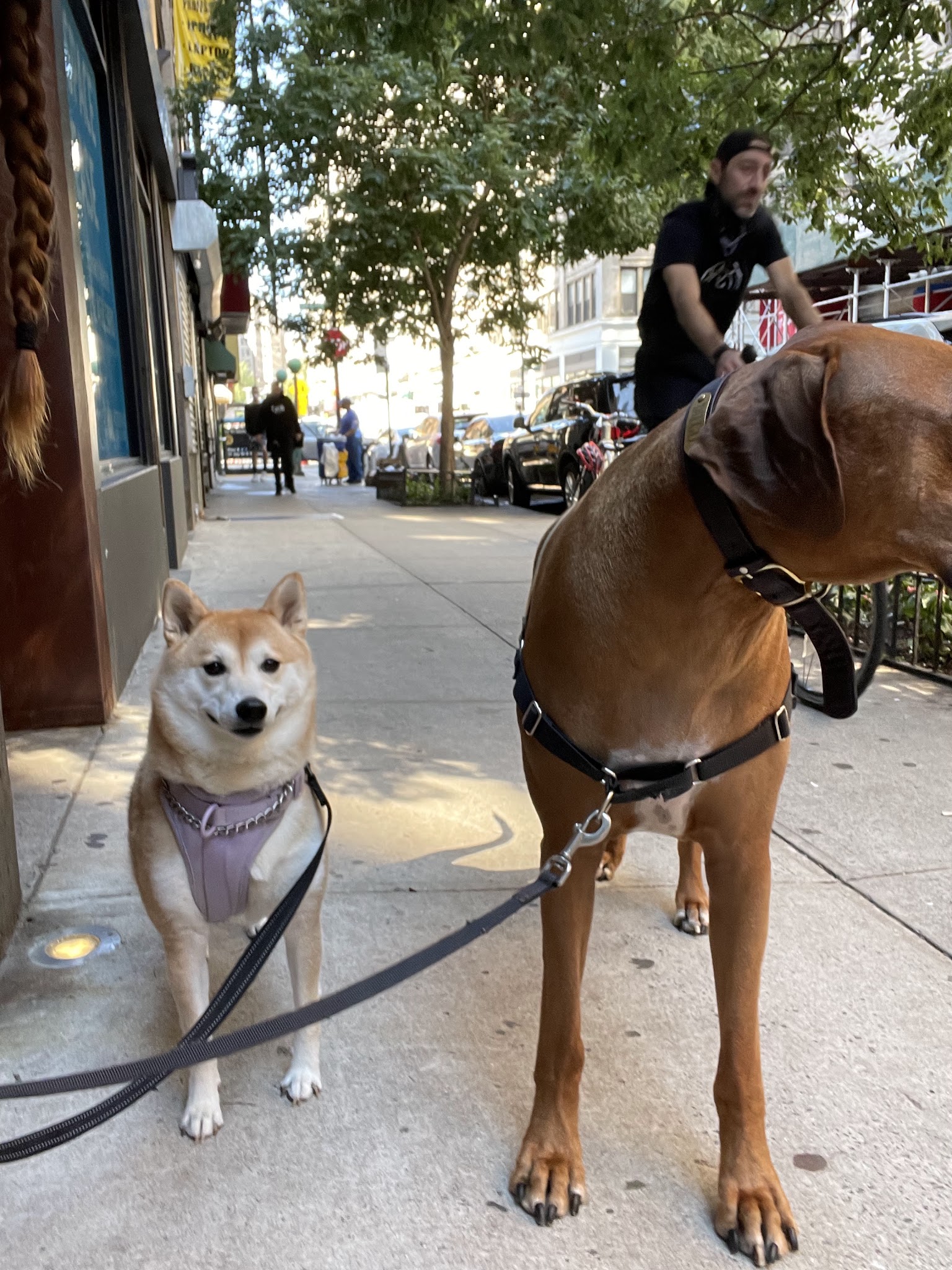 A Walk In The Park BK - ,