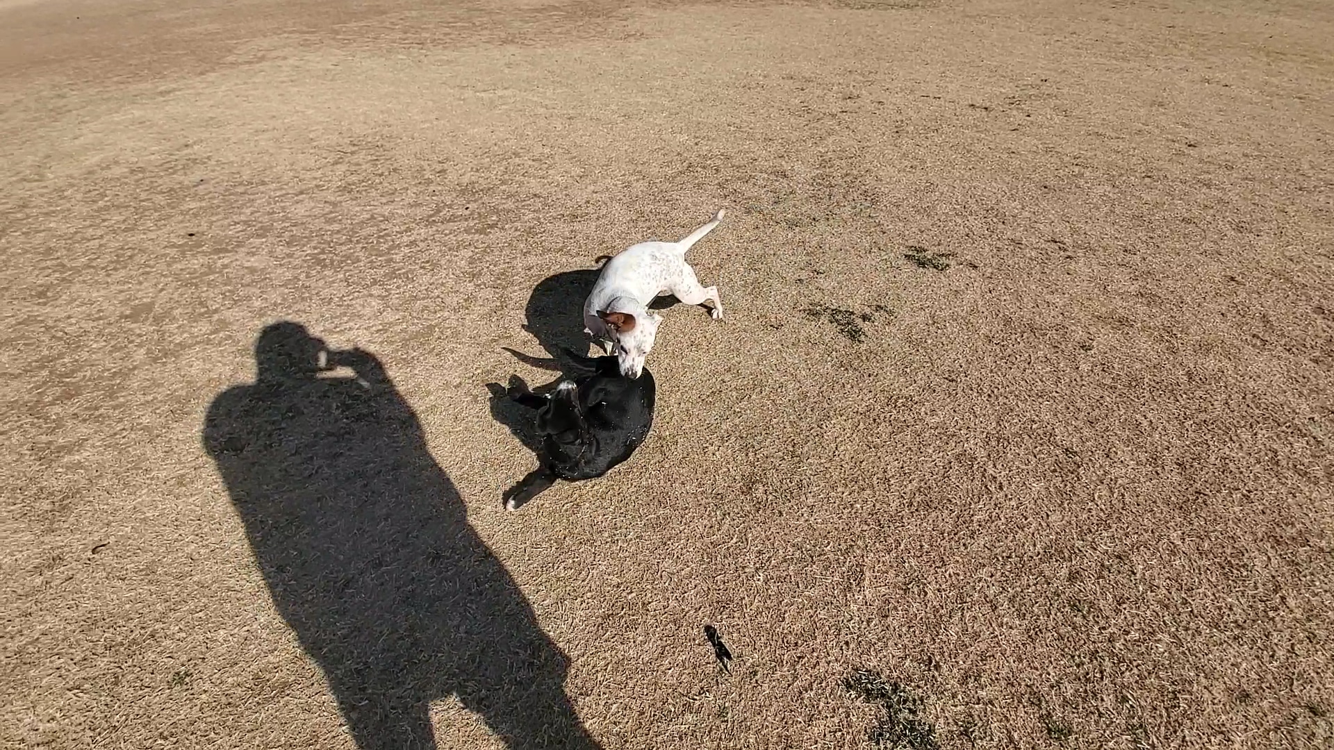 Camp Barkeley Dog Park - Abilene, TX