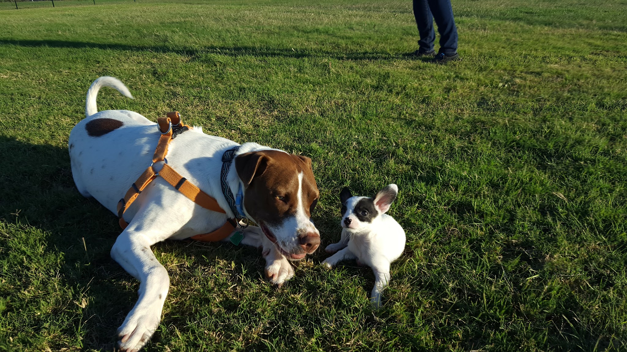 Camp Barkeley Dog Park - Abilene, TX