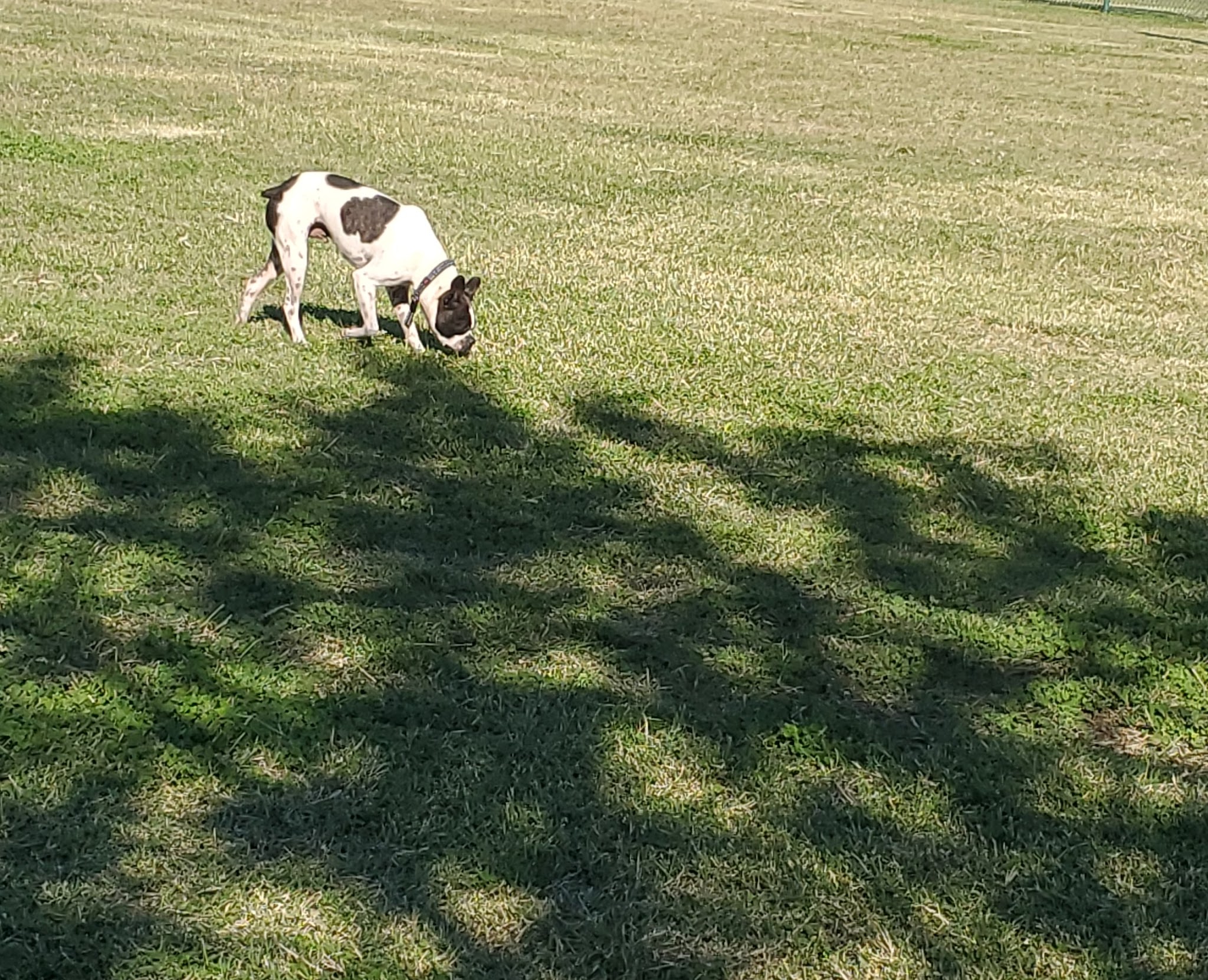 Camp Barkeley Dog Park - Abilene, TX