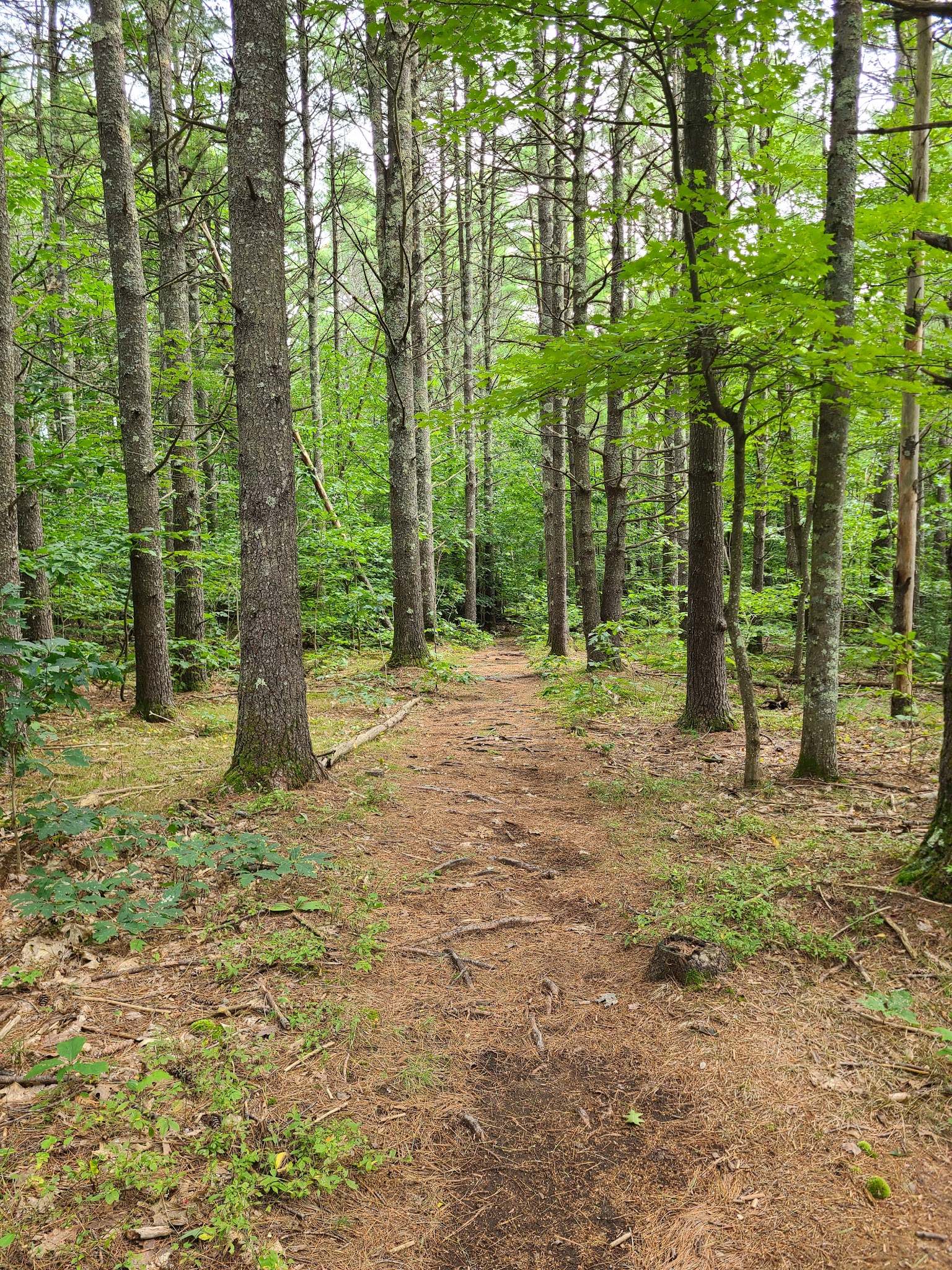 Mary Grant Preserve - Acton, ME