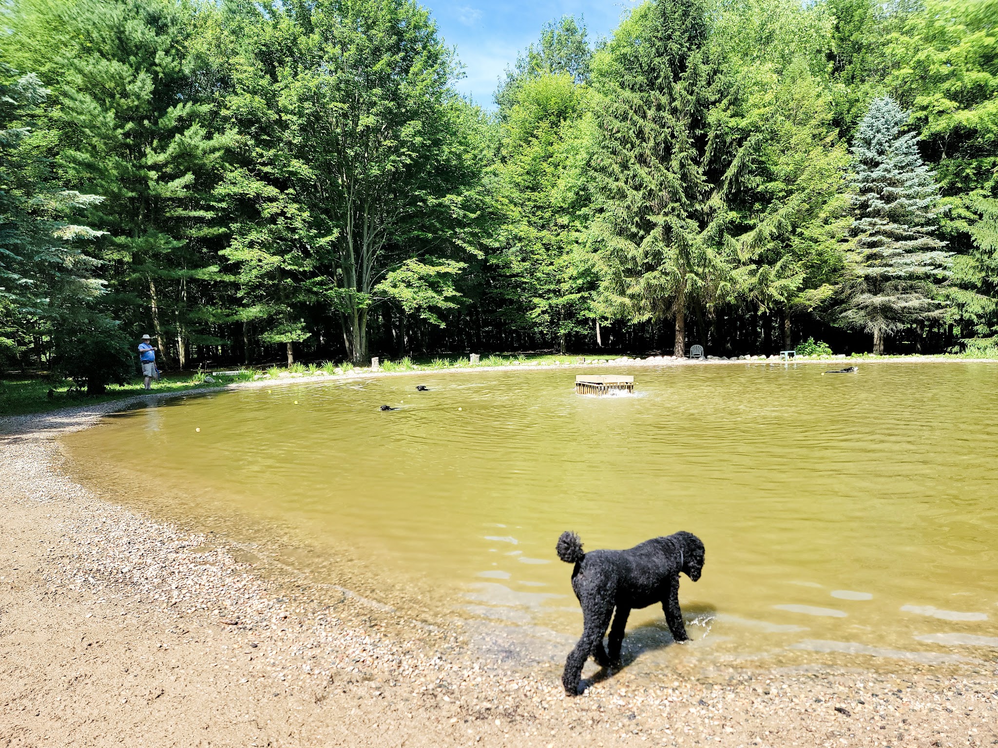 Shaggy Pines Dog Park - Ada, MI