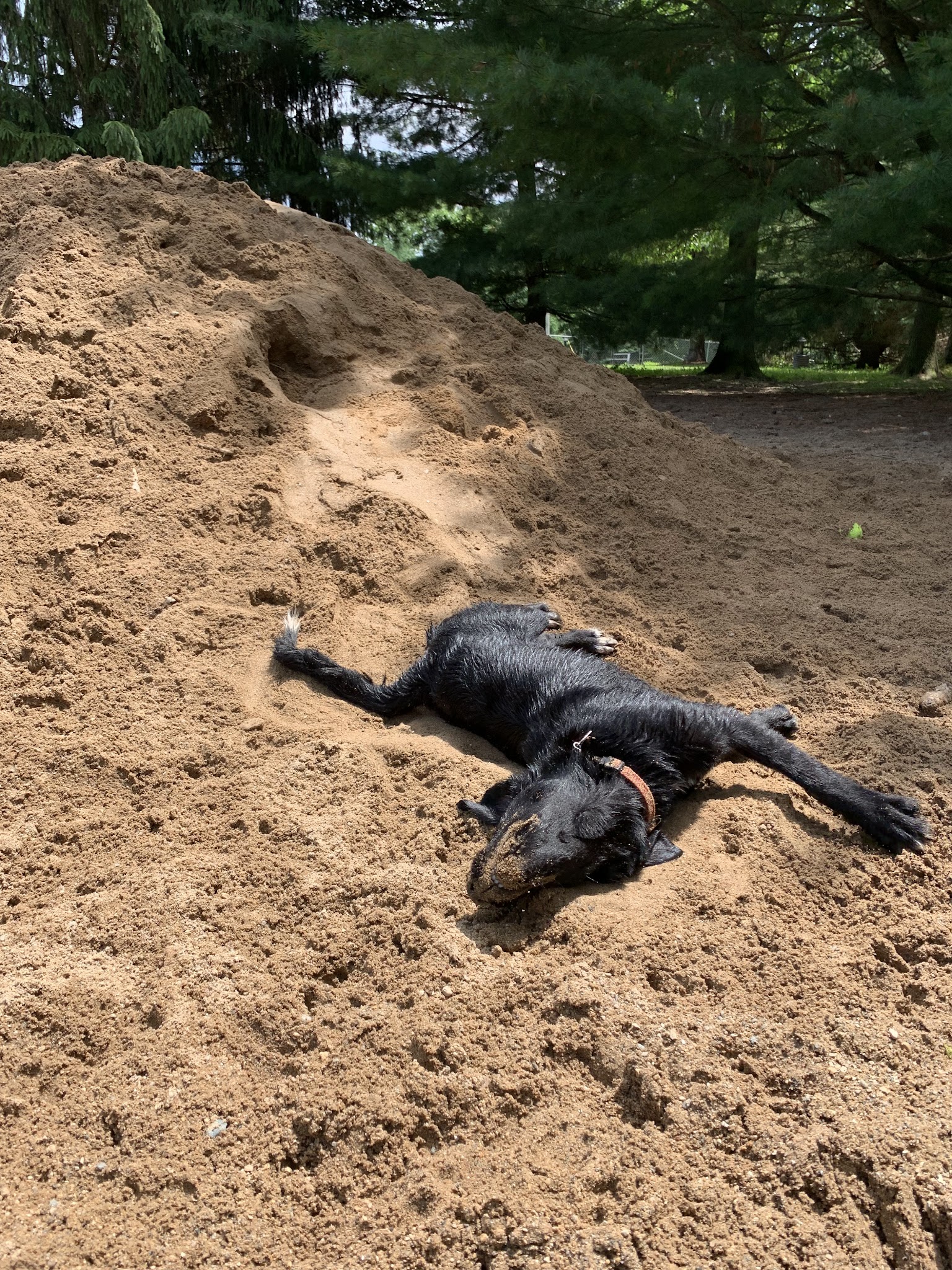 Shaggy Pines Dog Park - Ada, MI
