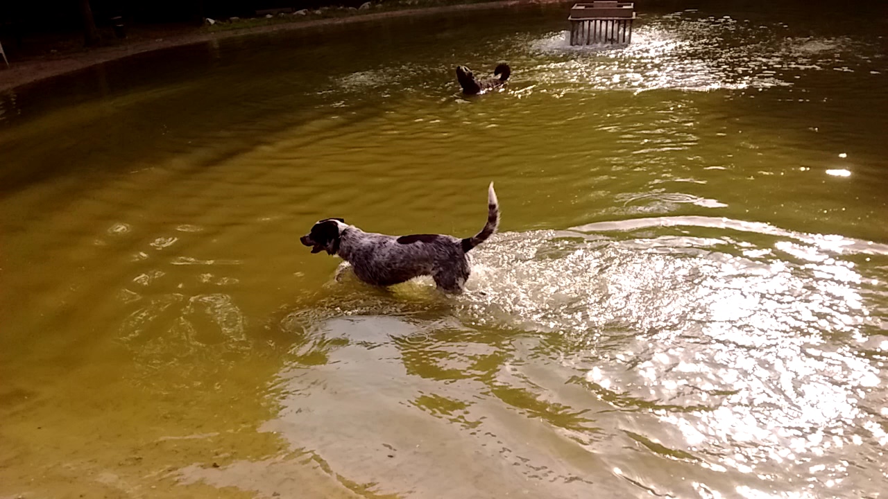 Shaggy Pines Dog Park - Ada, MI
