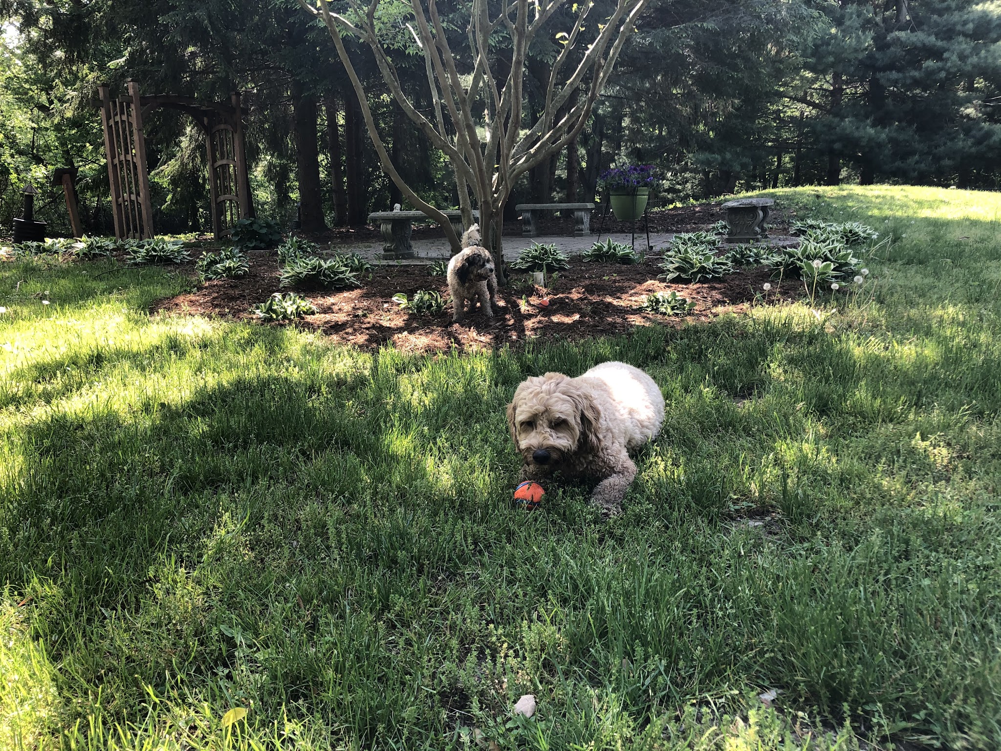 Shaggy Pines Dog Park - Ada, MI
