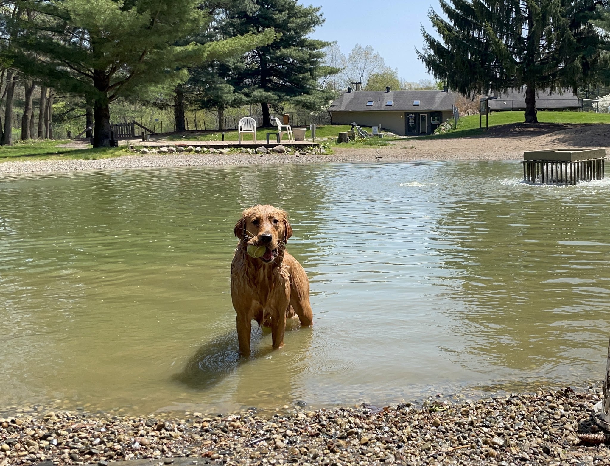 Shaggy Pines Dog Park - Ada, MI
