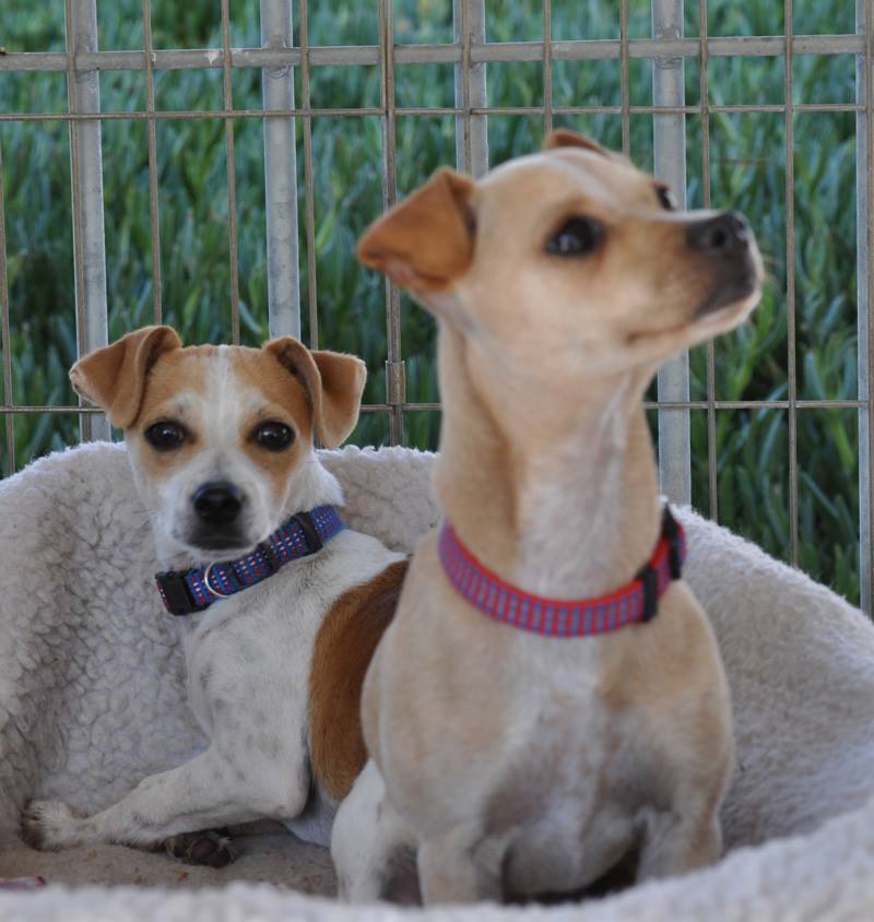 Aguanga Dog Boarding - Pawsnclaws, Inc. - Aguanga, CA