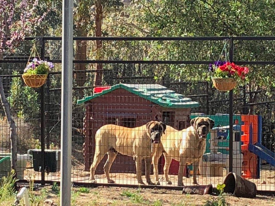 Aguanga Dog Boarding - Pawsnclaws, Inc. - Aguanga, CA