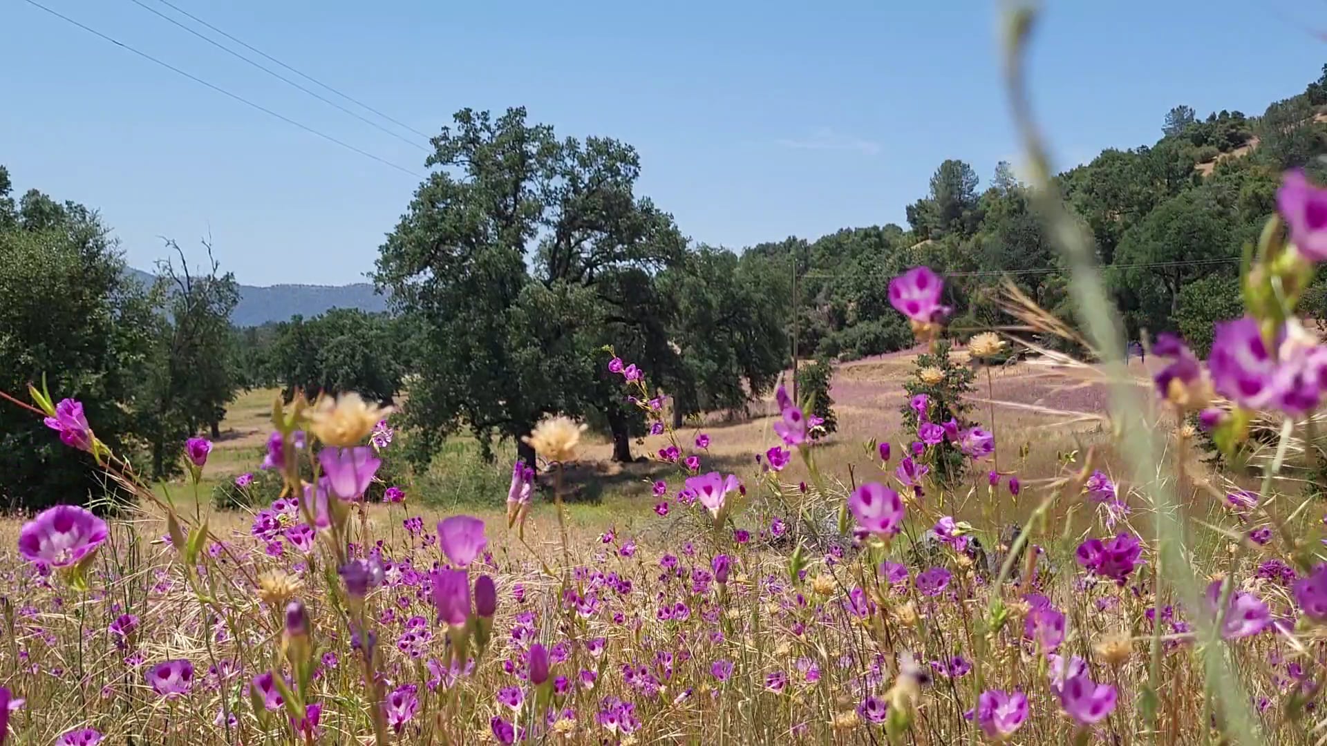 Ahwahnee Hills Regional Park - Ahwahnee, CA