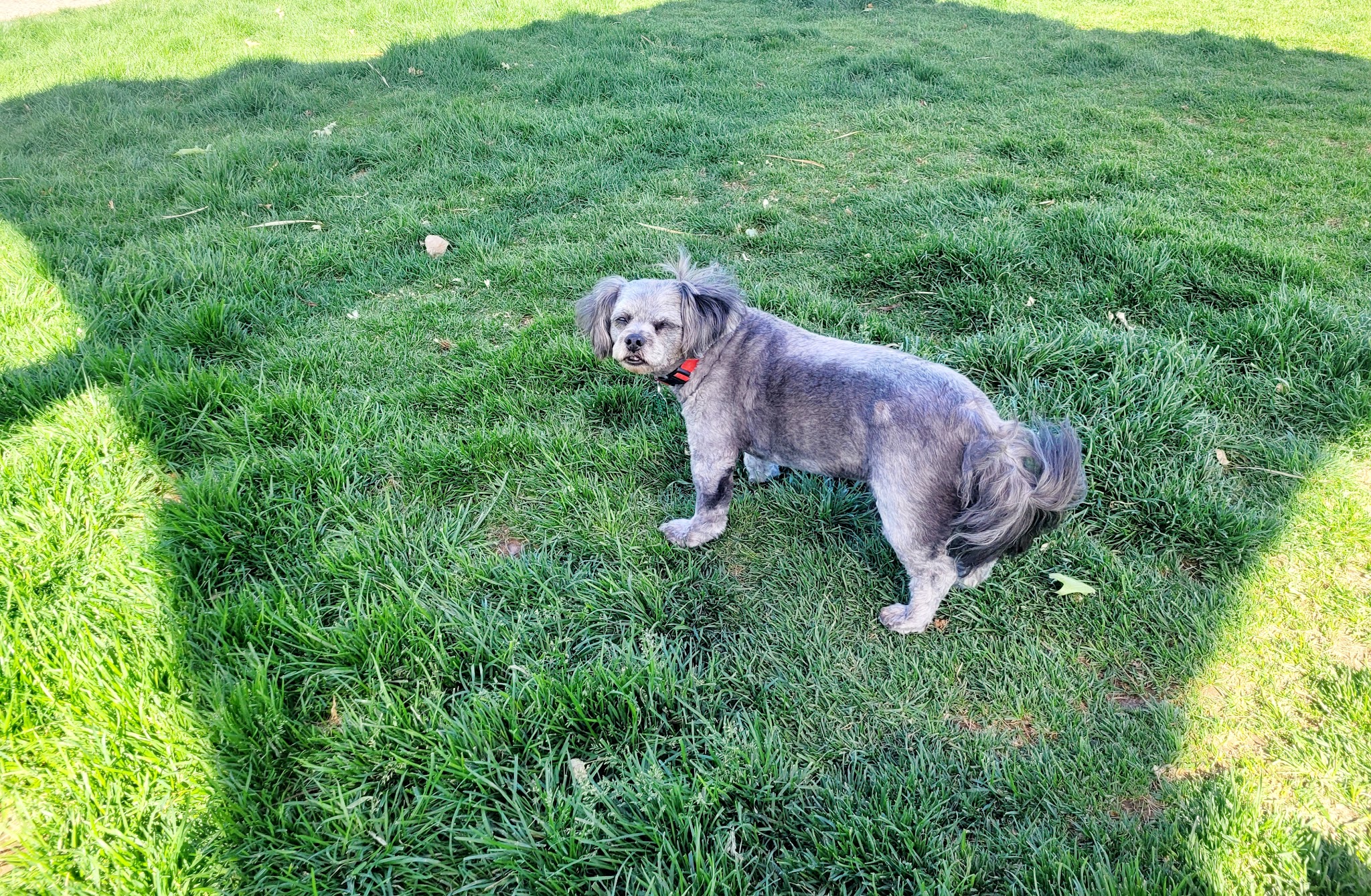 Abel's Dog Park - Albuquerque, NM
