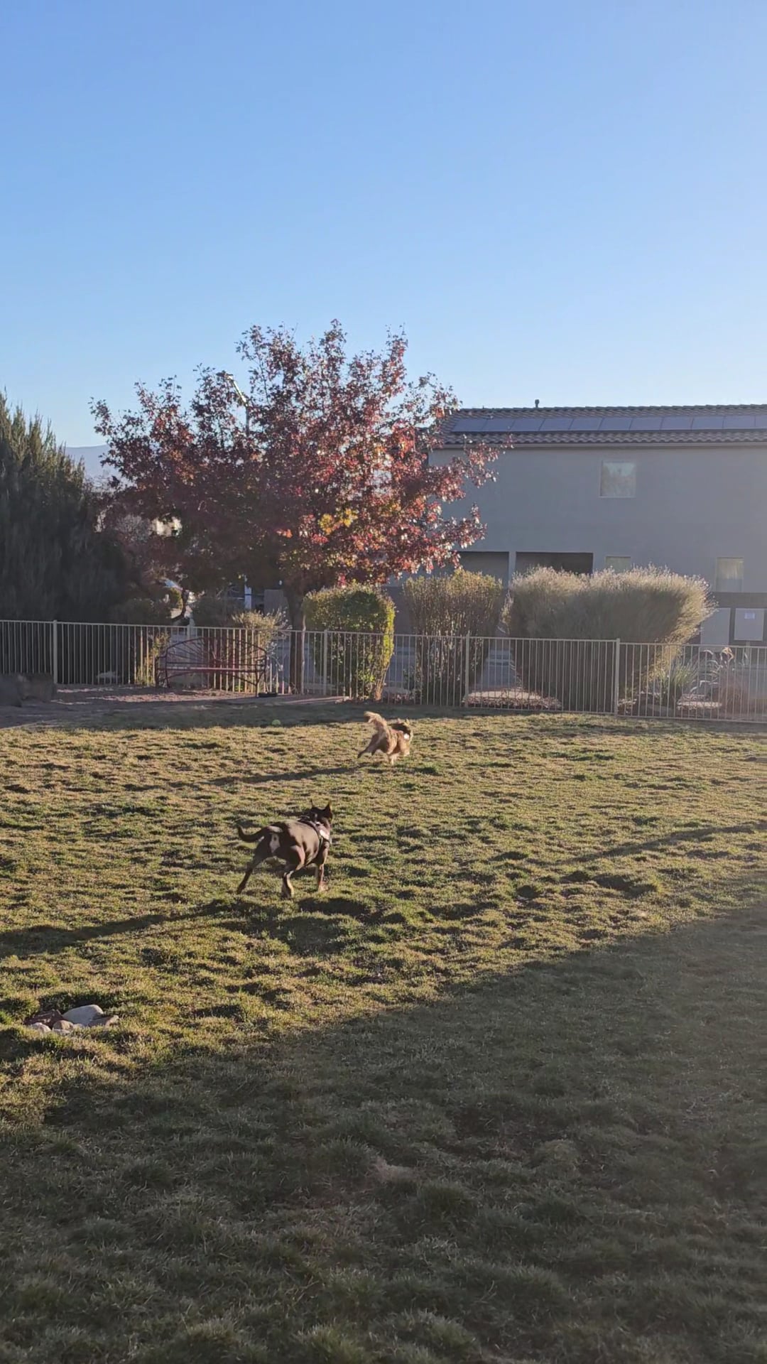 Abel's Dog Park - Albuquerque, NM