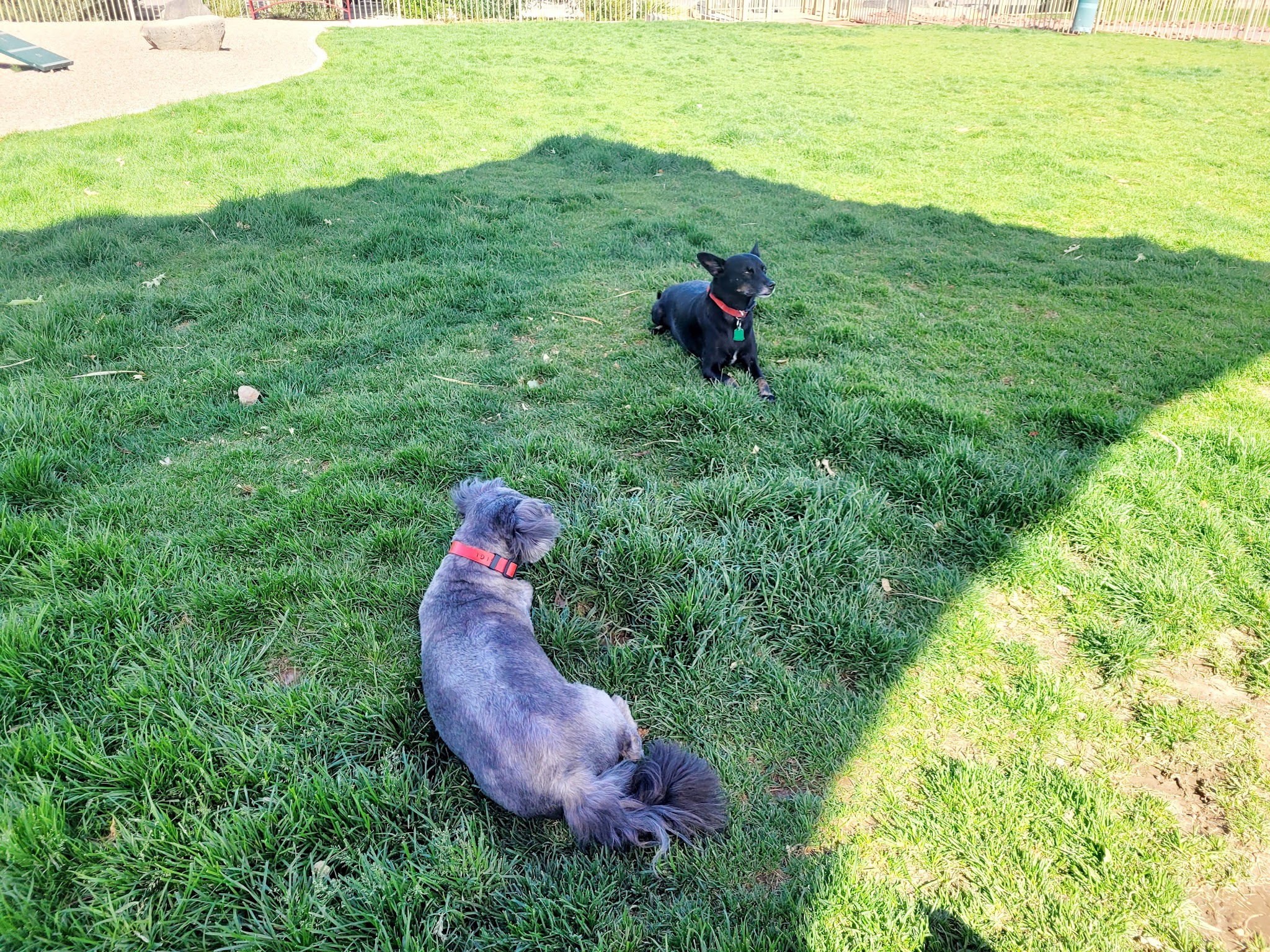 Abel's Dog Park - Albuquerque, NM