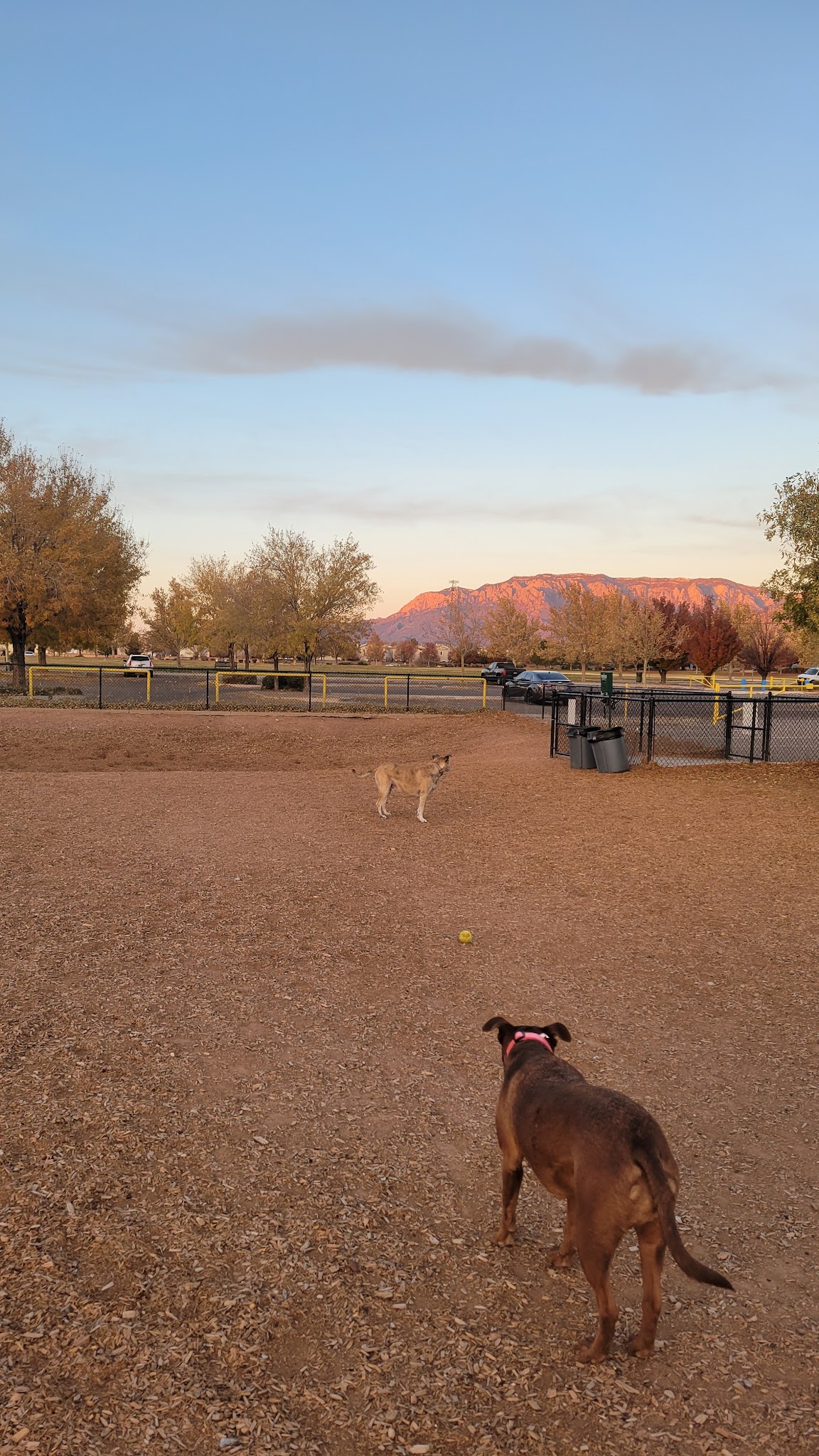 Manzano Mesa Dog Park - Albuquerque, NM