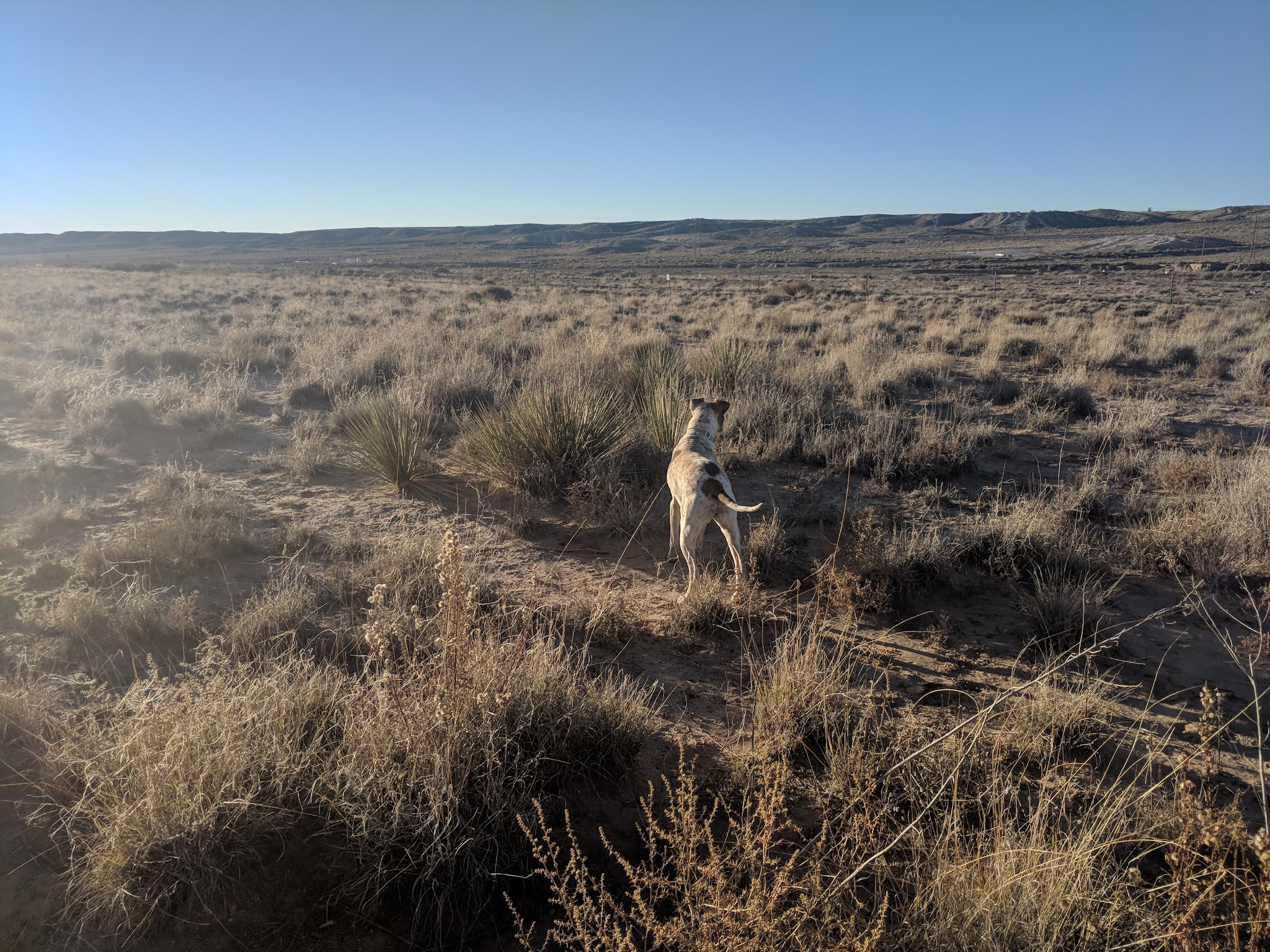 Montessa Dog Park - Albuquerque, NM