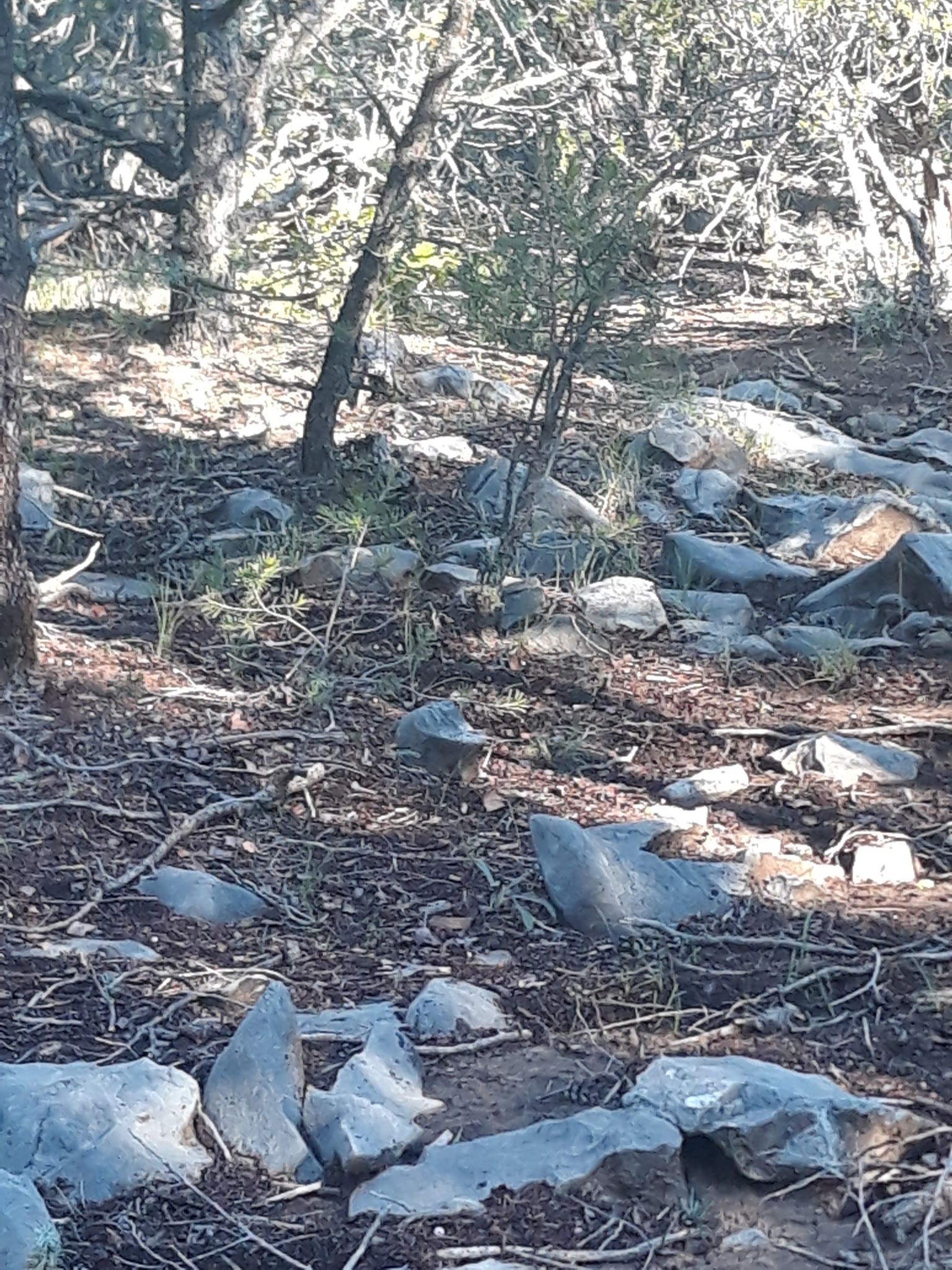 Montessa Dog Park - Albuquerque, NM