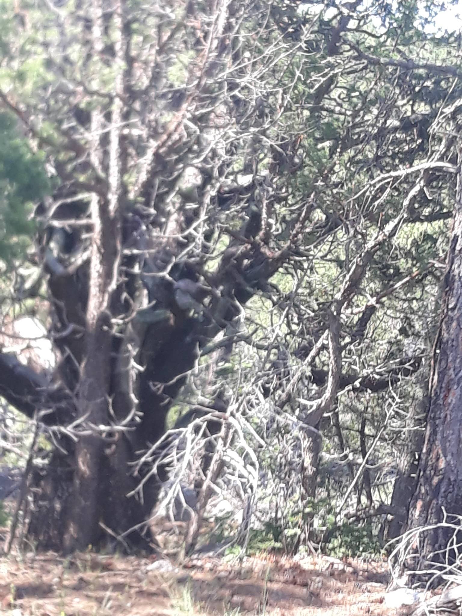 Montessa Dog Park - Albuquerque, NM