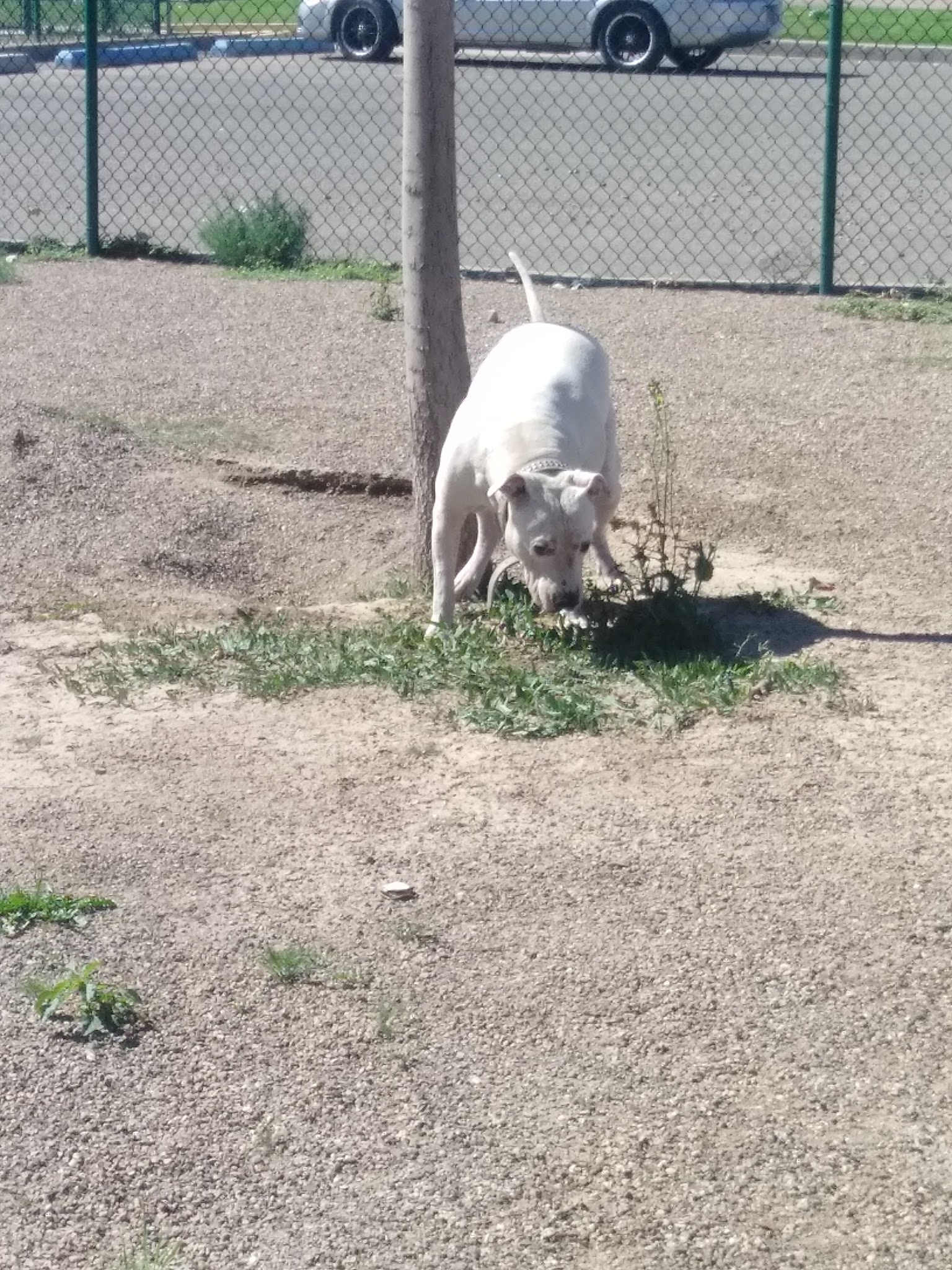 Rio Bravo Off-Leash Dog Park - Albuquerque, NM