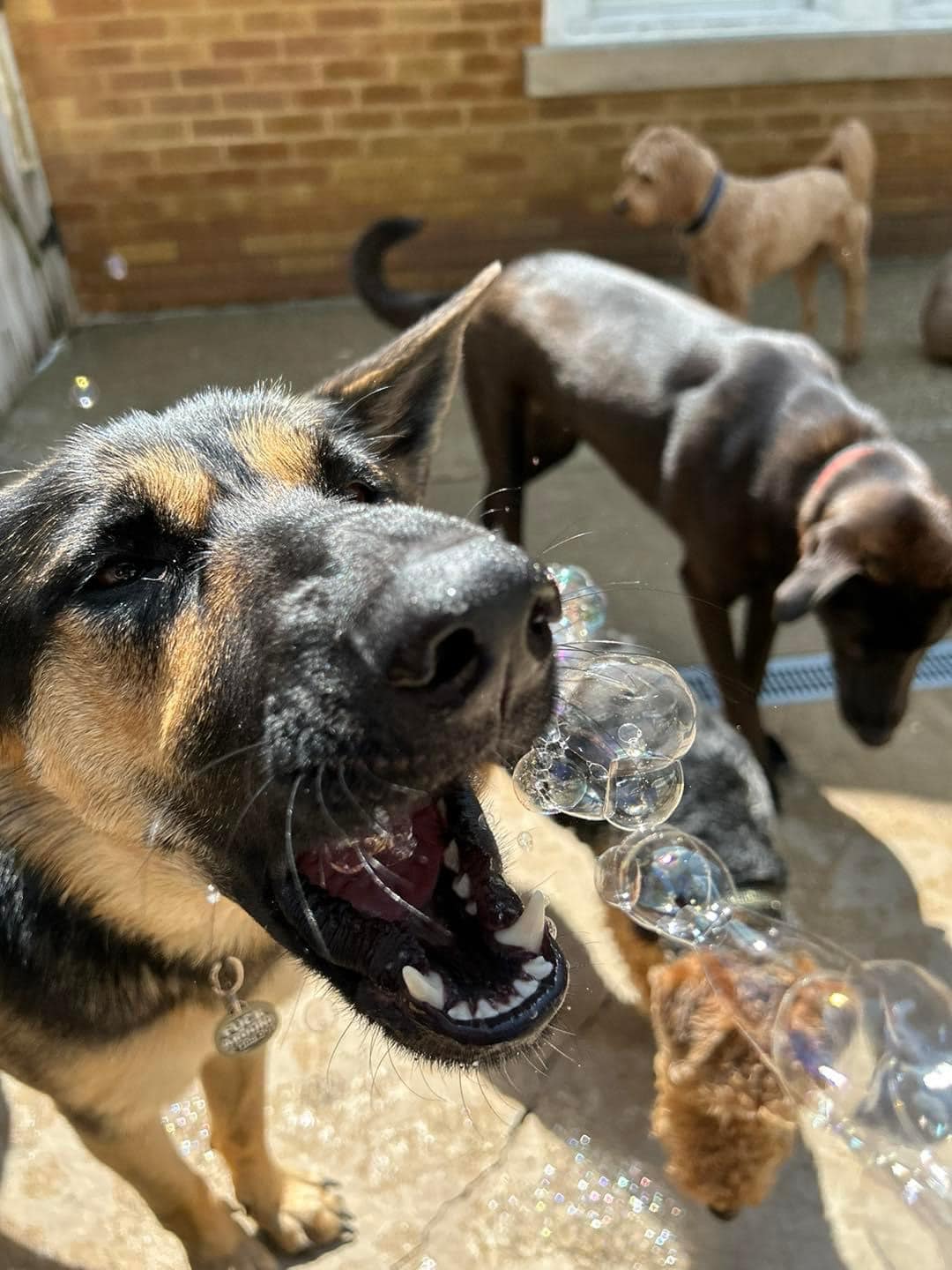 The Dog Place - Algonquin, IL