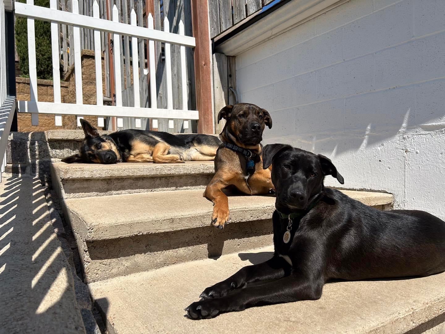 The Dog Place - Algonquin, IL