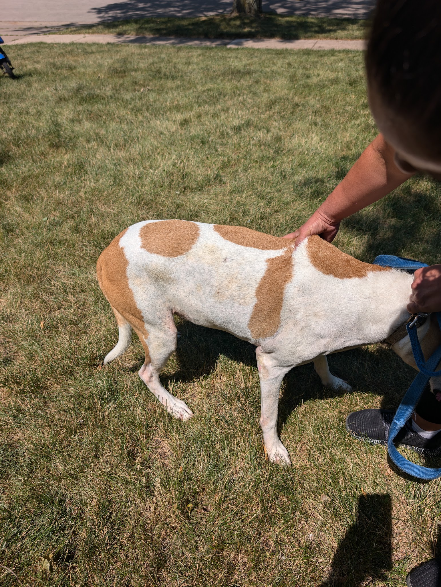 The Dog Waggin' - Algonquin, IL