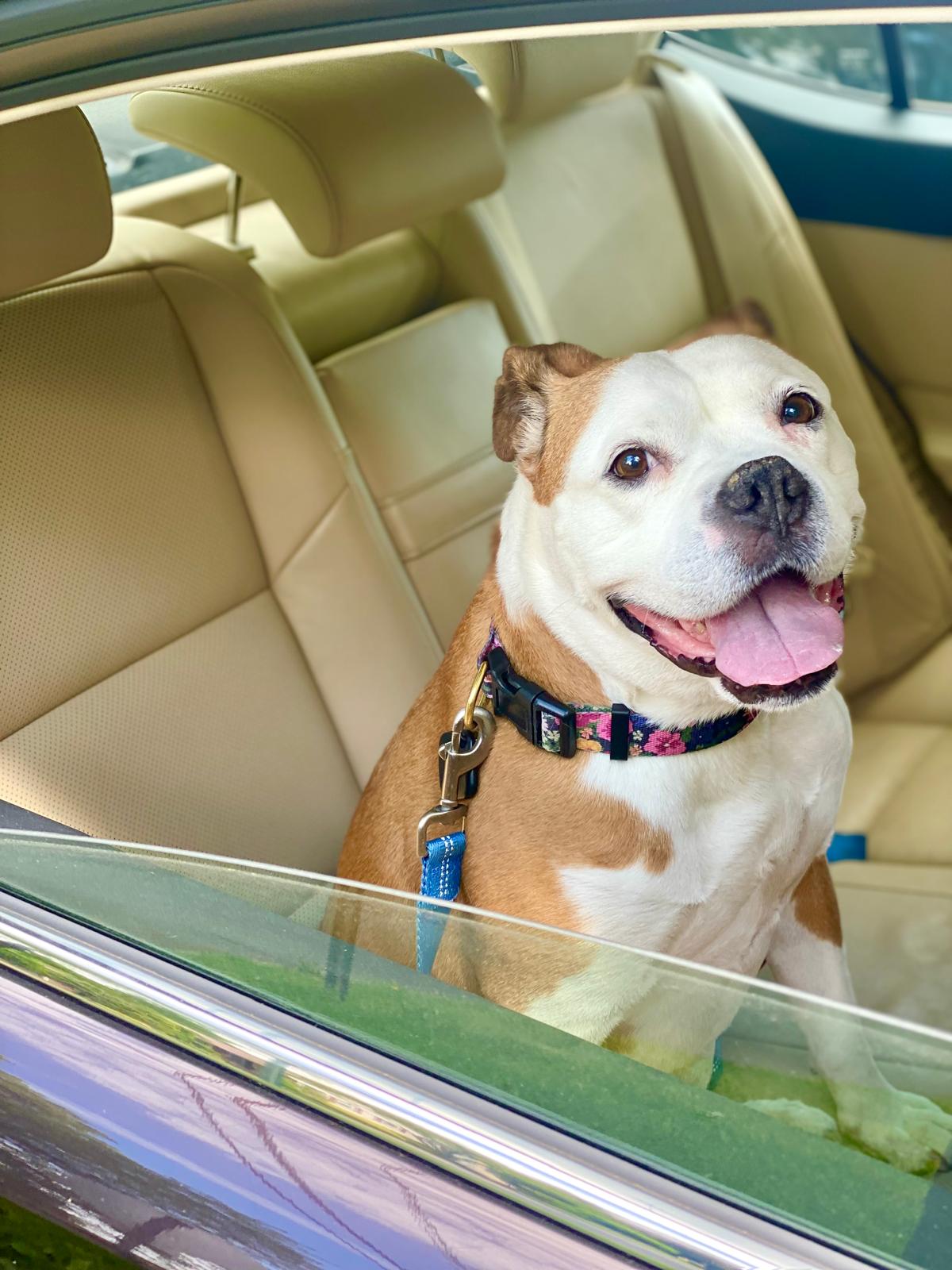 Alicea Pet Sitters - ,