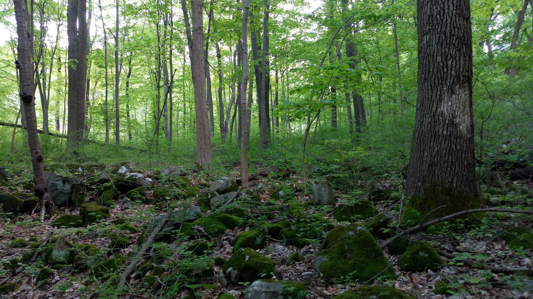 Lehigh Mountain Park - Allentown, PA